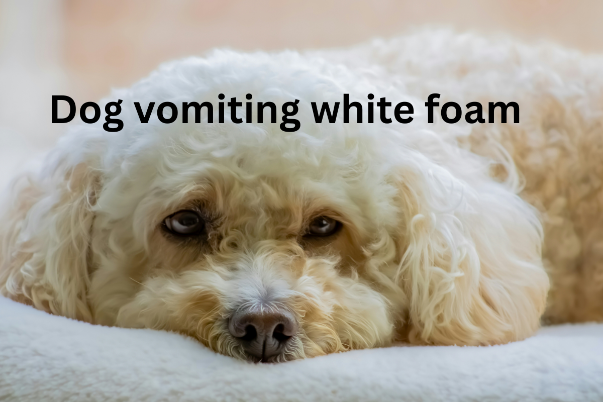 Dog Vomiting White Foam?