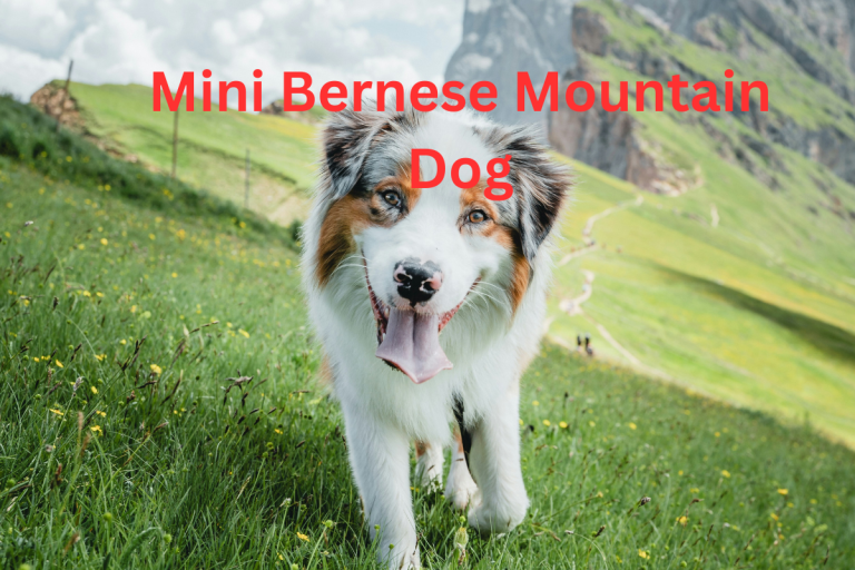 Mini Bernese Mountain Dog