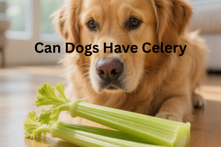 Can Dogs Have Celery