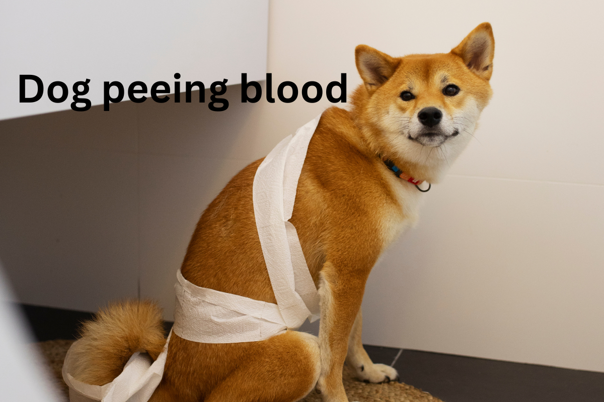 dog peeing blood