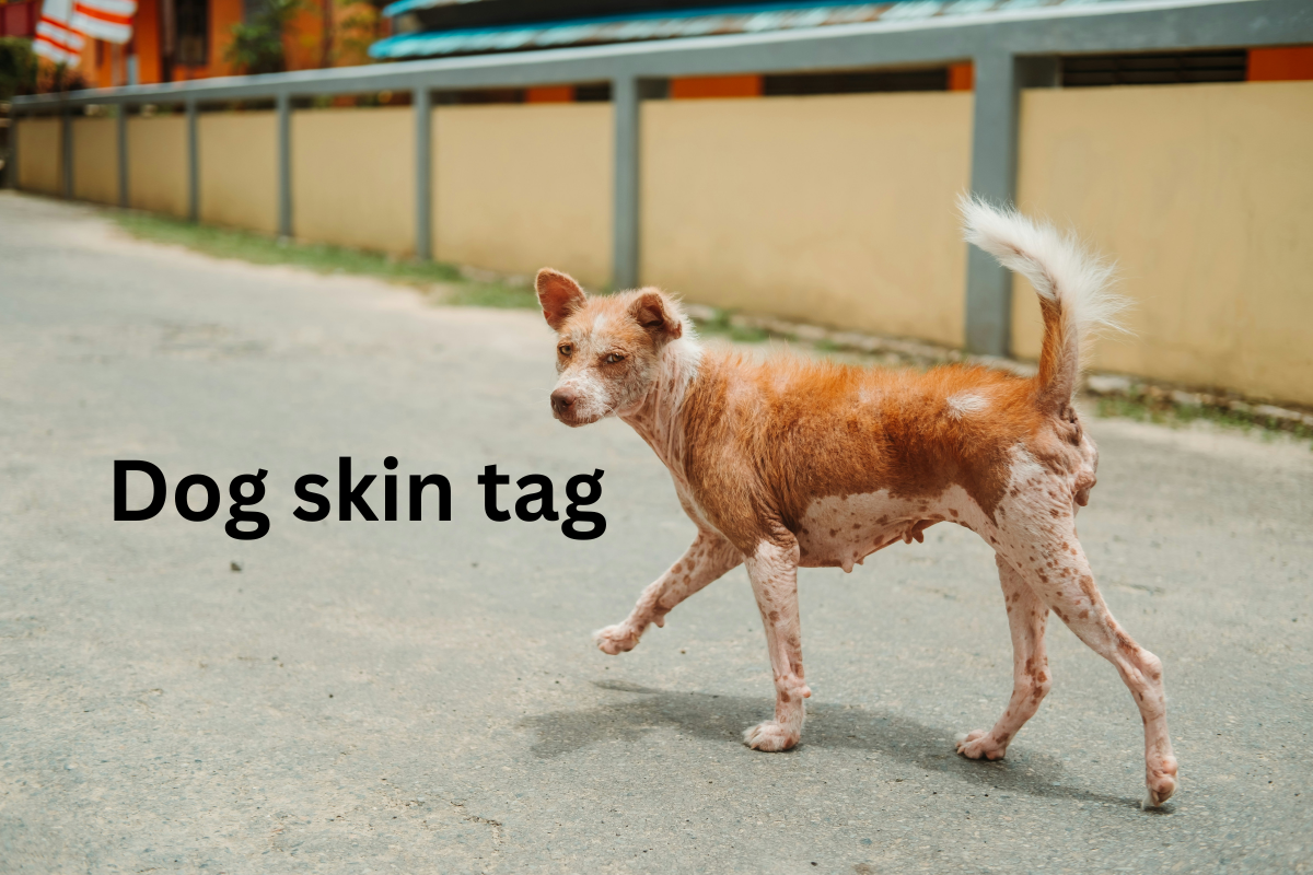dog skin tag
