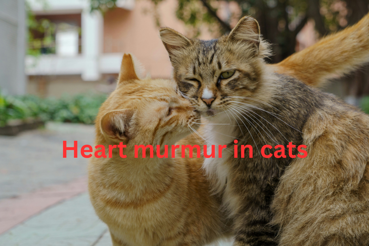 heart murmur in cats