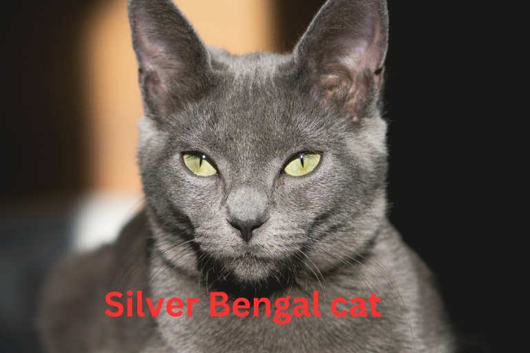 Silver Bengal Cats