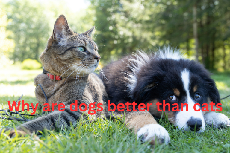 Why Are Dogs Better Than Cats?