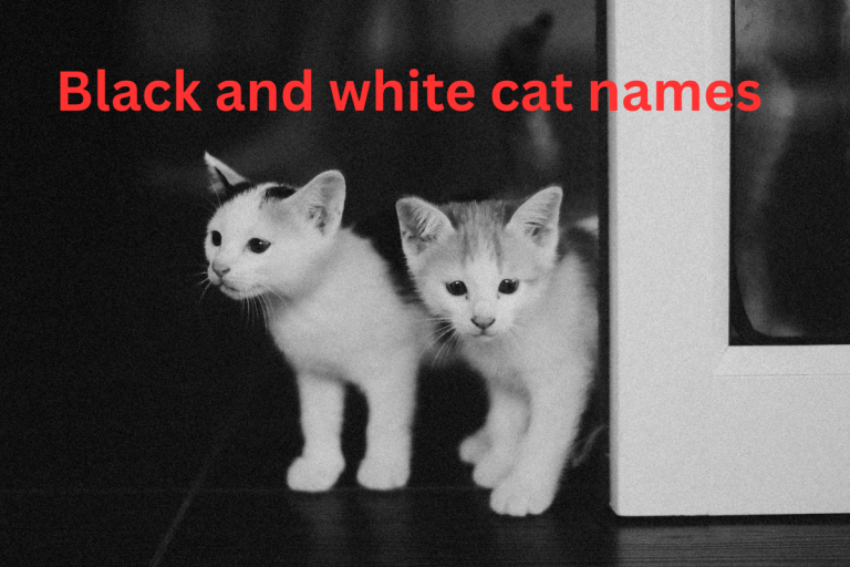 black and white cat names