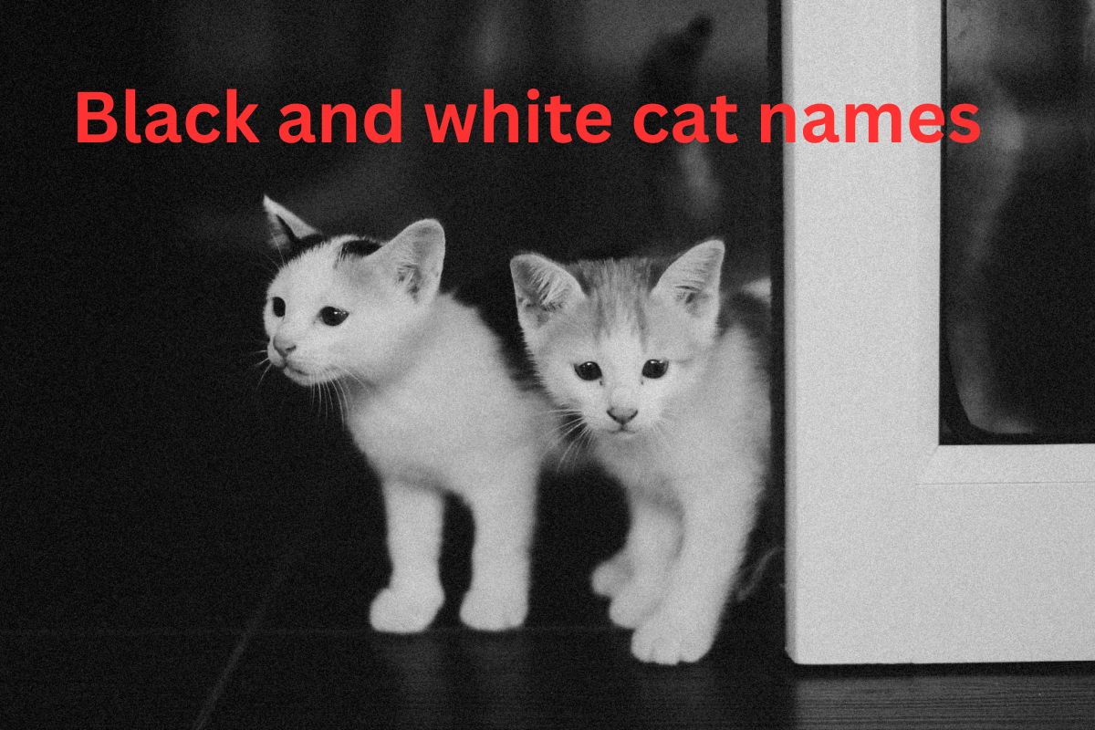 black and white cat names