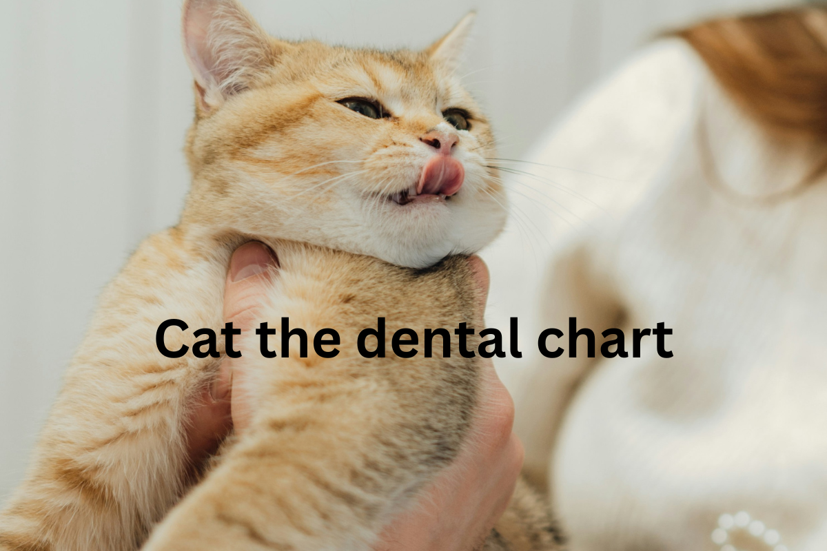 Cat Dental Chart