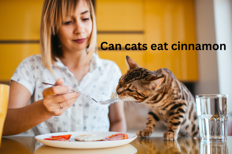 can cats eat cinnamon