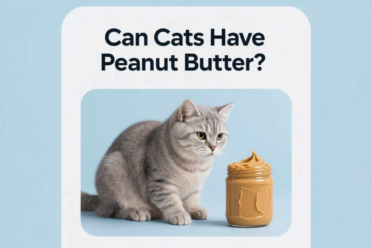 Can Cats Have Peanut Butter