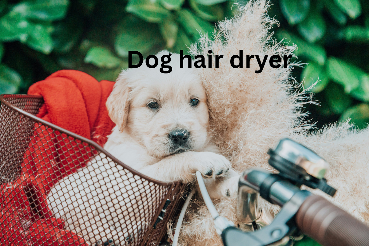 dog hair dryer