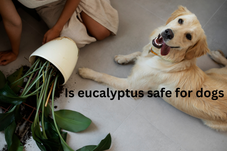 Is Eucalyptus Safe for Dogs