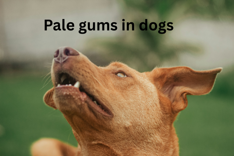 Pale Gums in Dogs