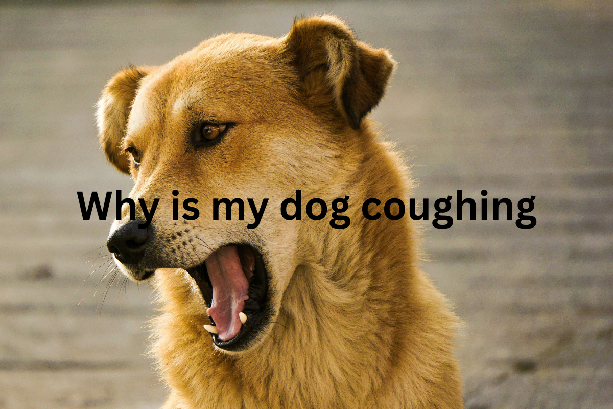 Why Is My Dog Coughing