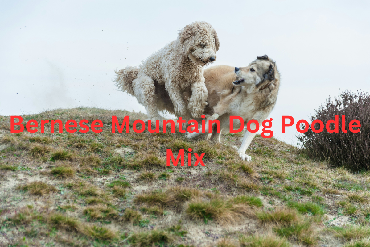 bernese mountain dog poodle mix
