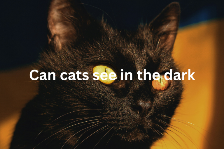can cats see in the dark