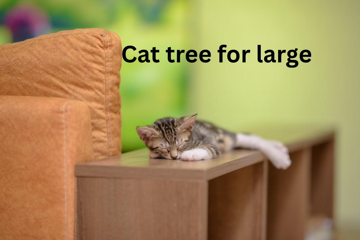 Cat Trees for Large Cats