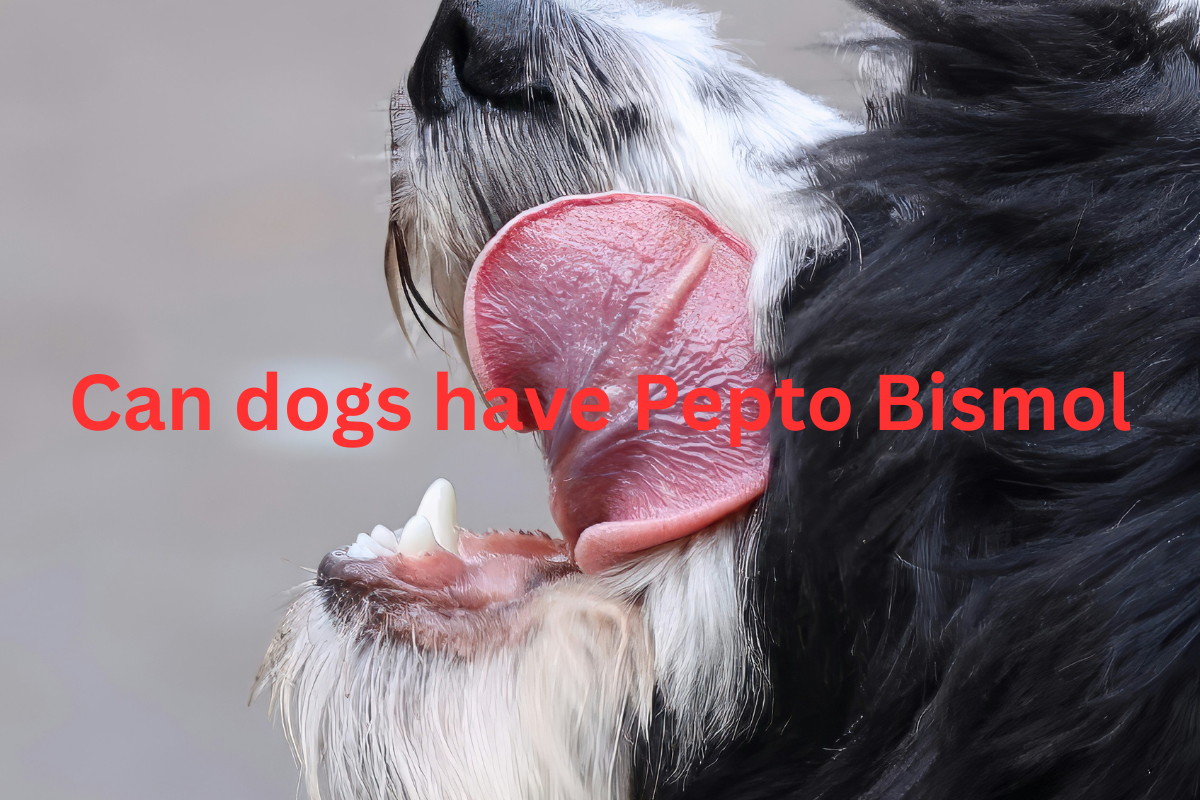 can dogs have pepto bismol