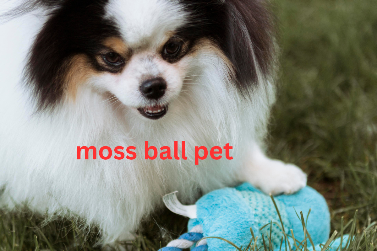 moss ball pet