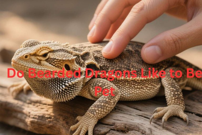 Do Bearded Dragons Like to Be Pet